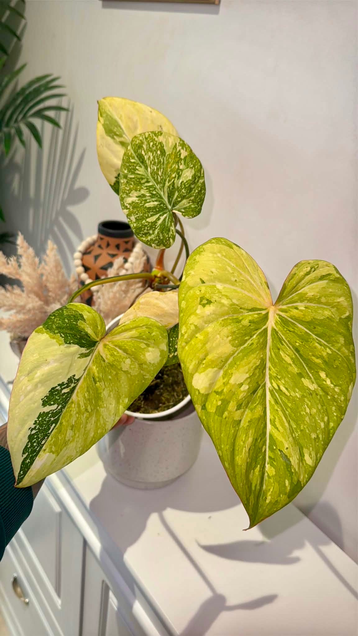Philodendron gloriosum Variegated