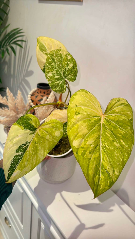 Philodendron gloriosum Variegated