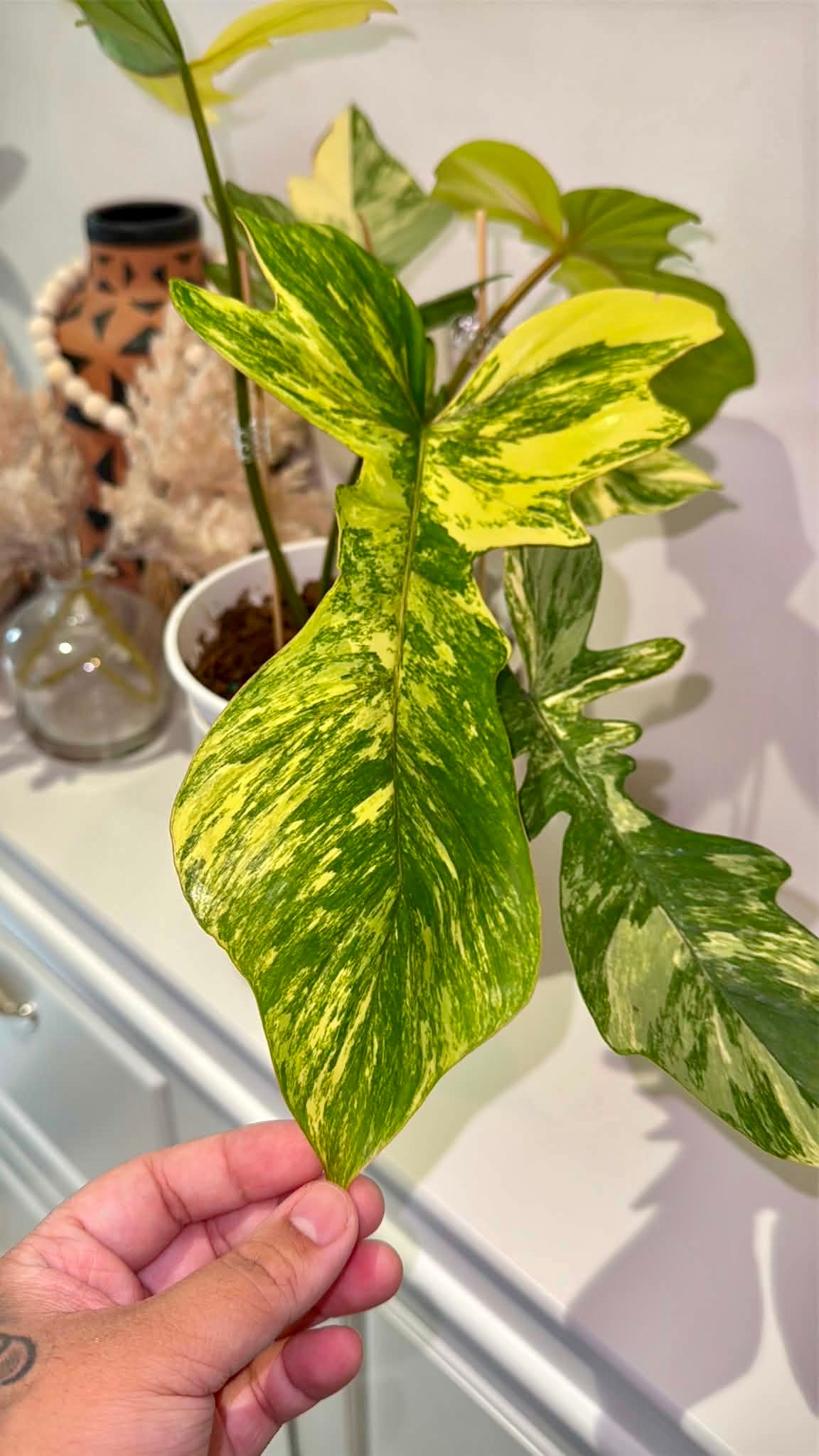 Philodendron Florida Beauty × P. Mayoi