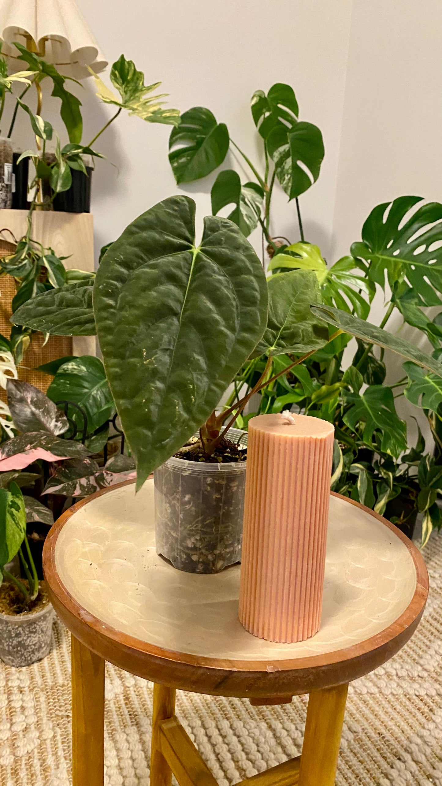 Anthurium Papillilaminum x Dressleri