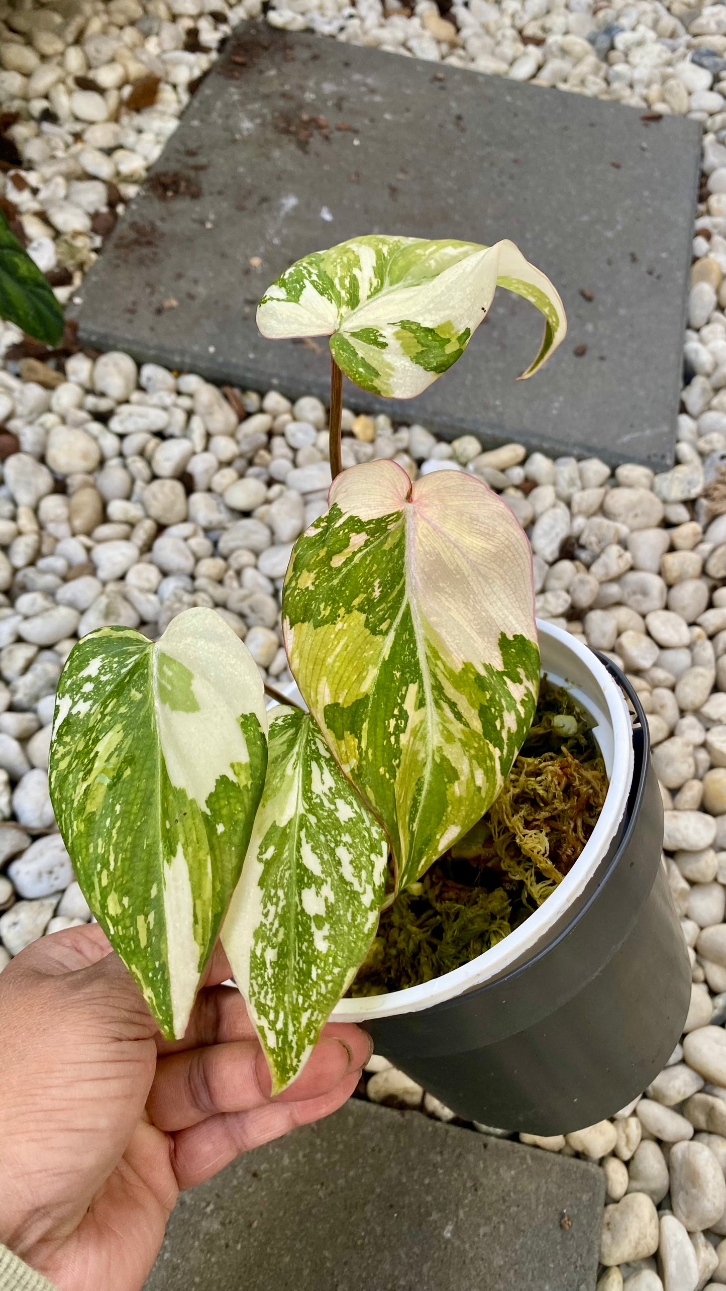 Philodendron Gloriosum Variegated