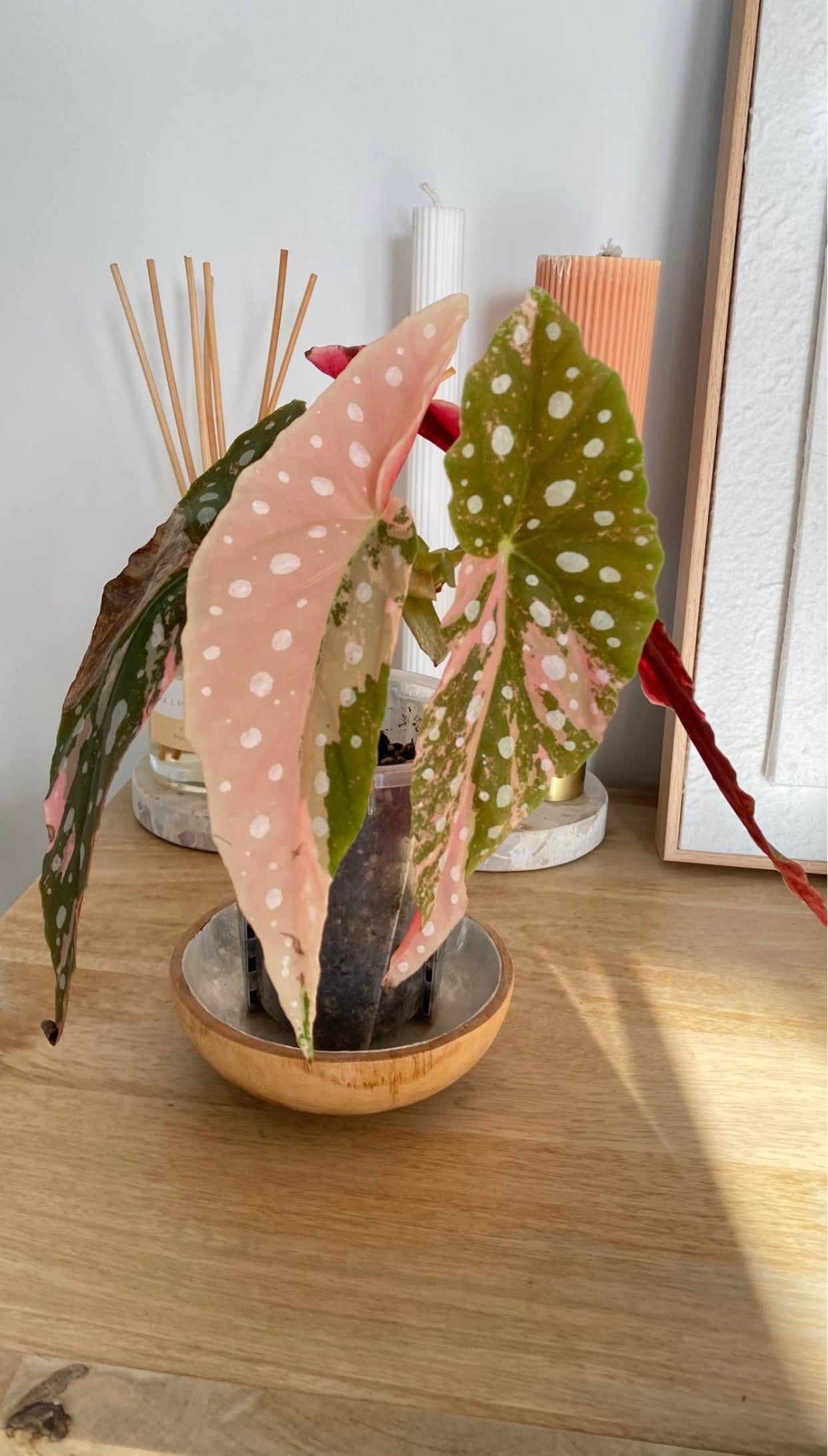 Begonia Maculata variegated