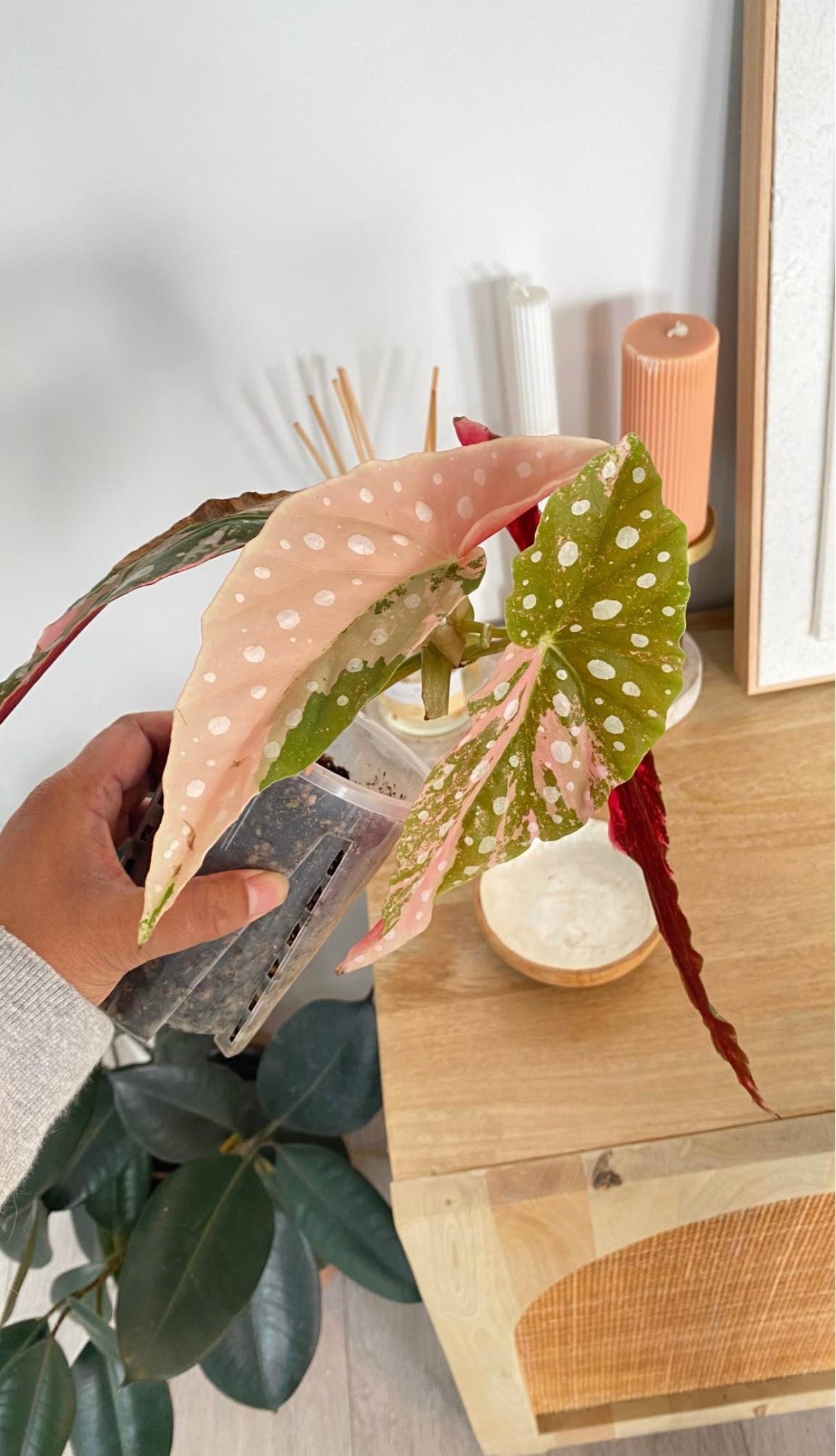 Begonia Maculata variegated