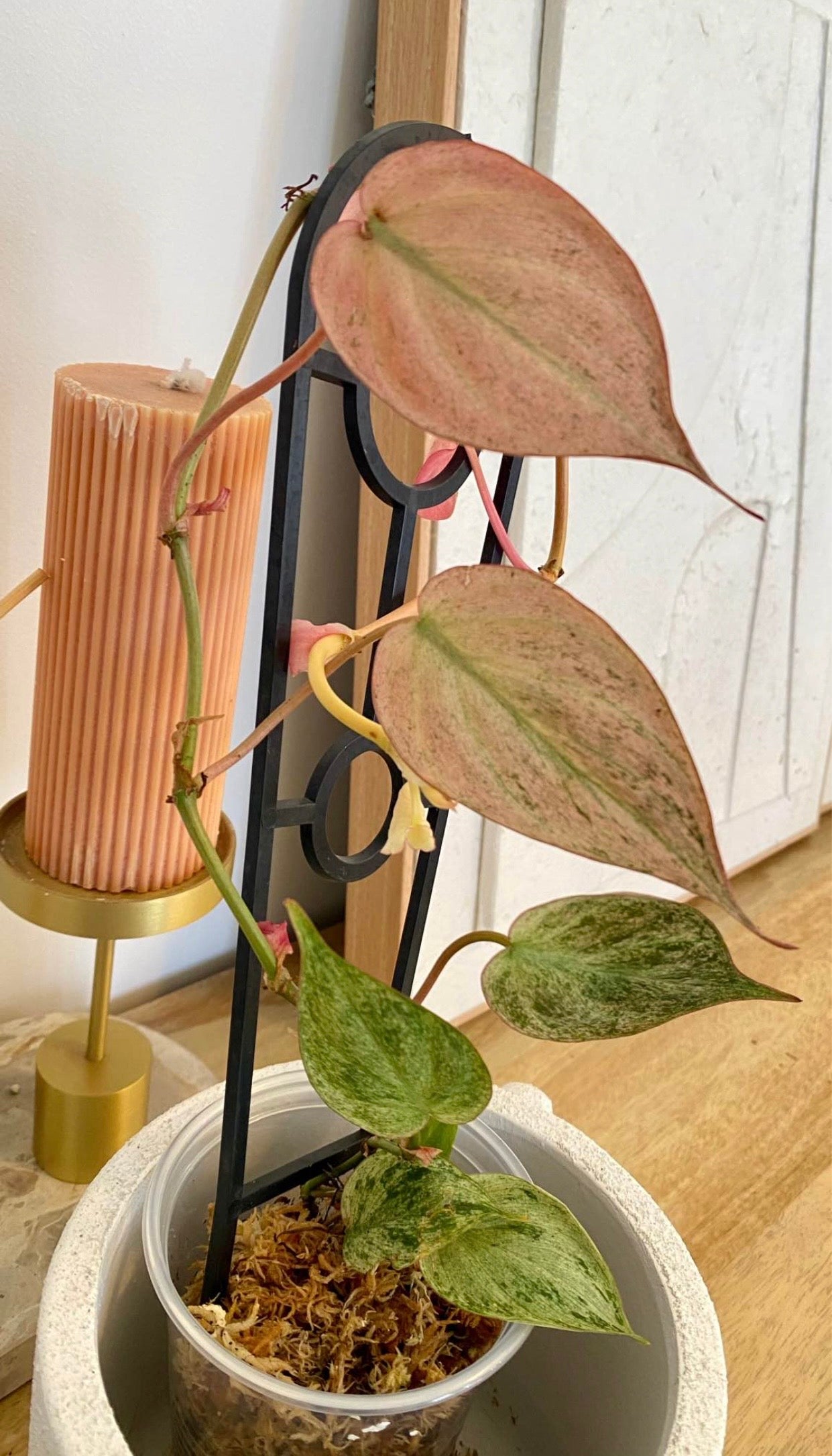 Philodendron Micans Mint Variegated