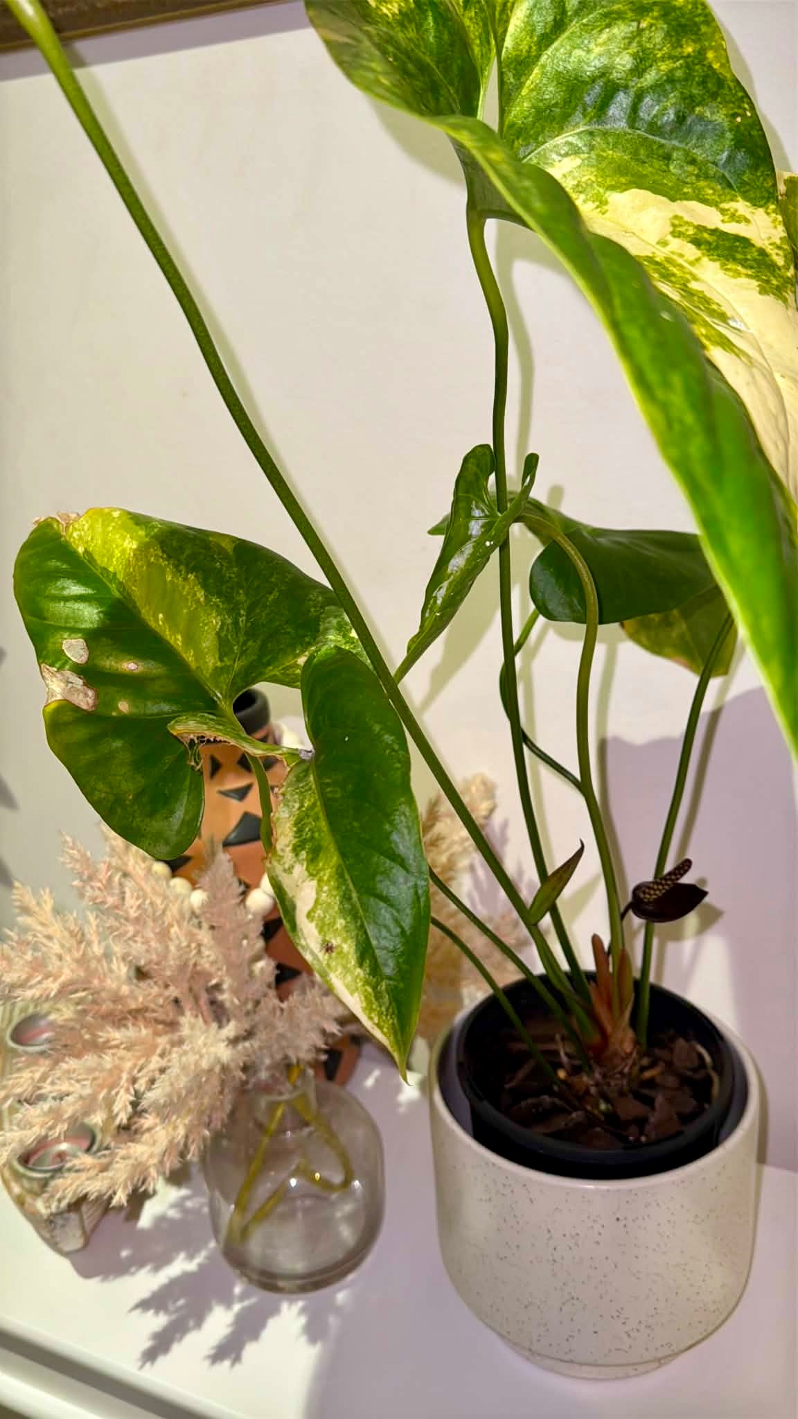 Anthurium Watermaliense Variegated