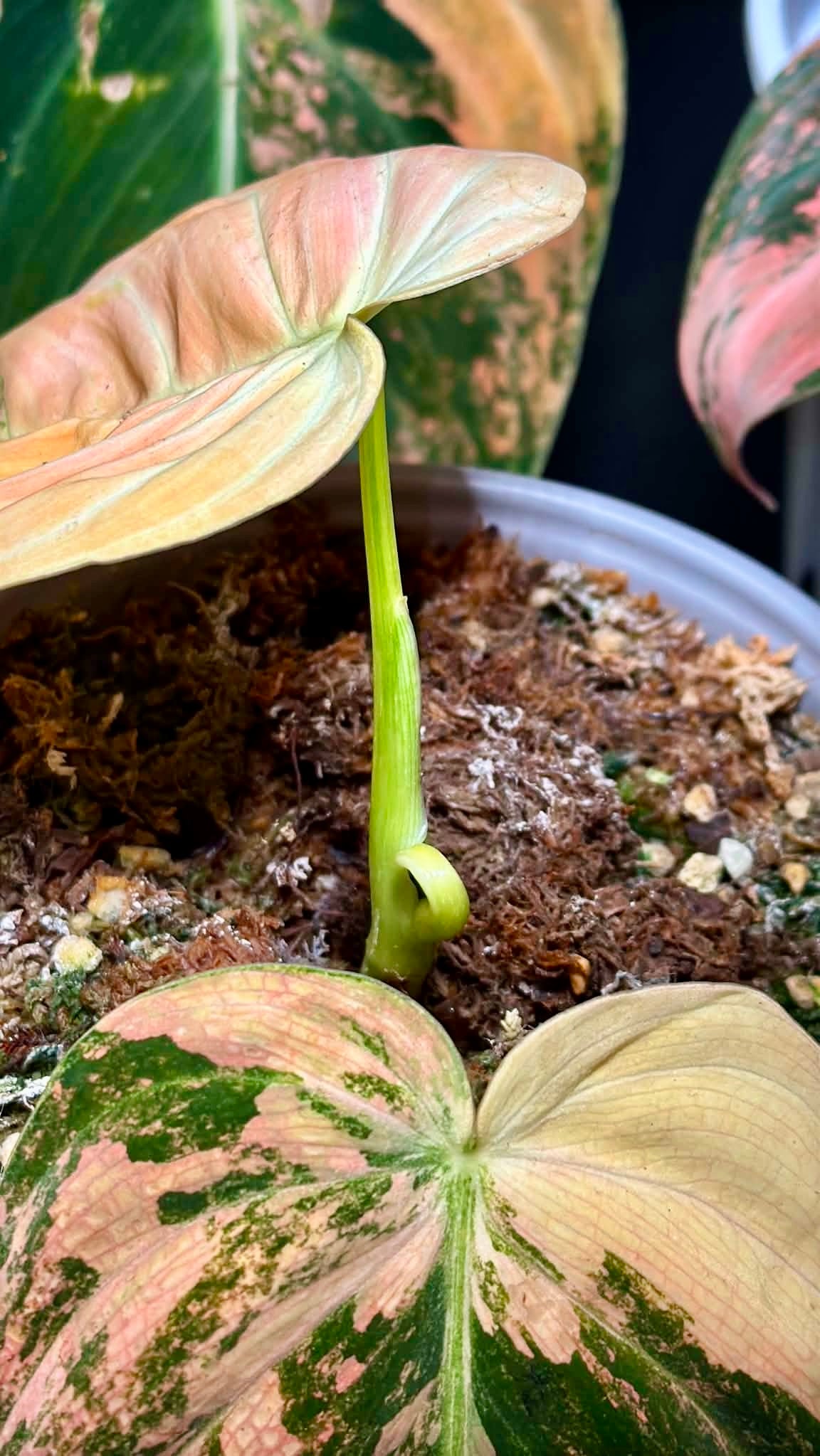 Philodendron Melanochrysum ‘Orange/ Pink Bonfire' Variegated