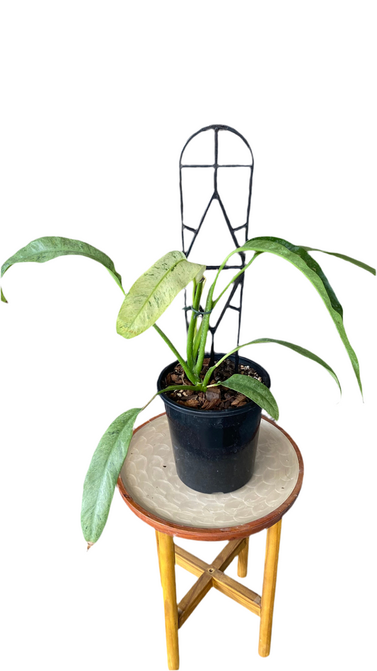 Epipremnum Giganteum Variegated