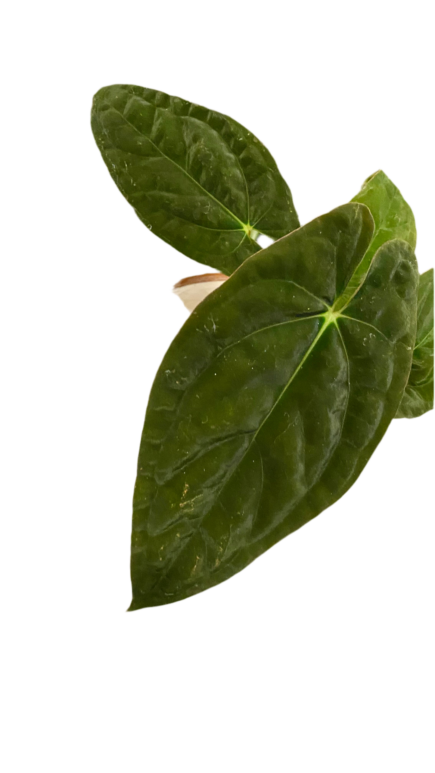 Anthurium Papillilaminum x Dressleri