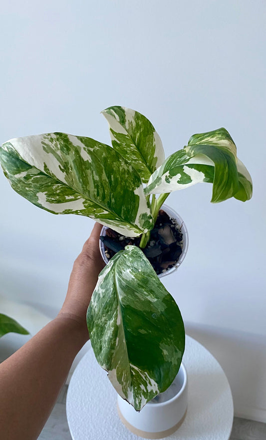 Monstera Lechleriana Variegated