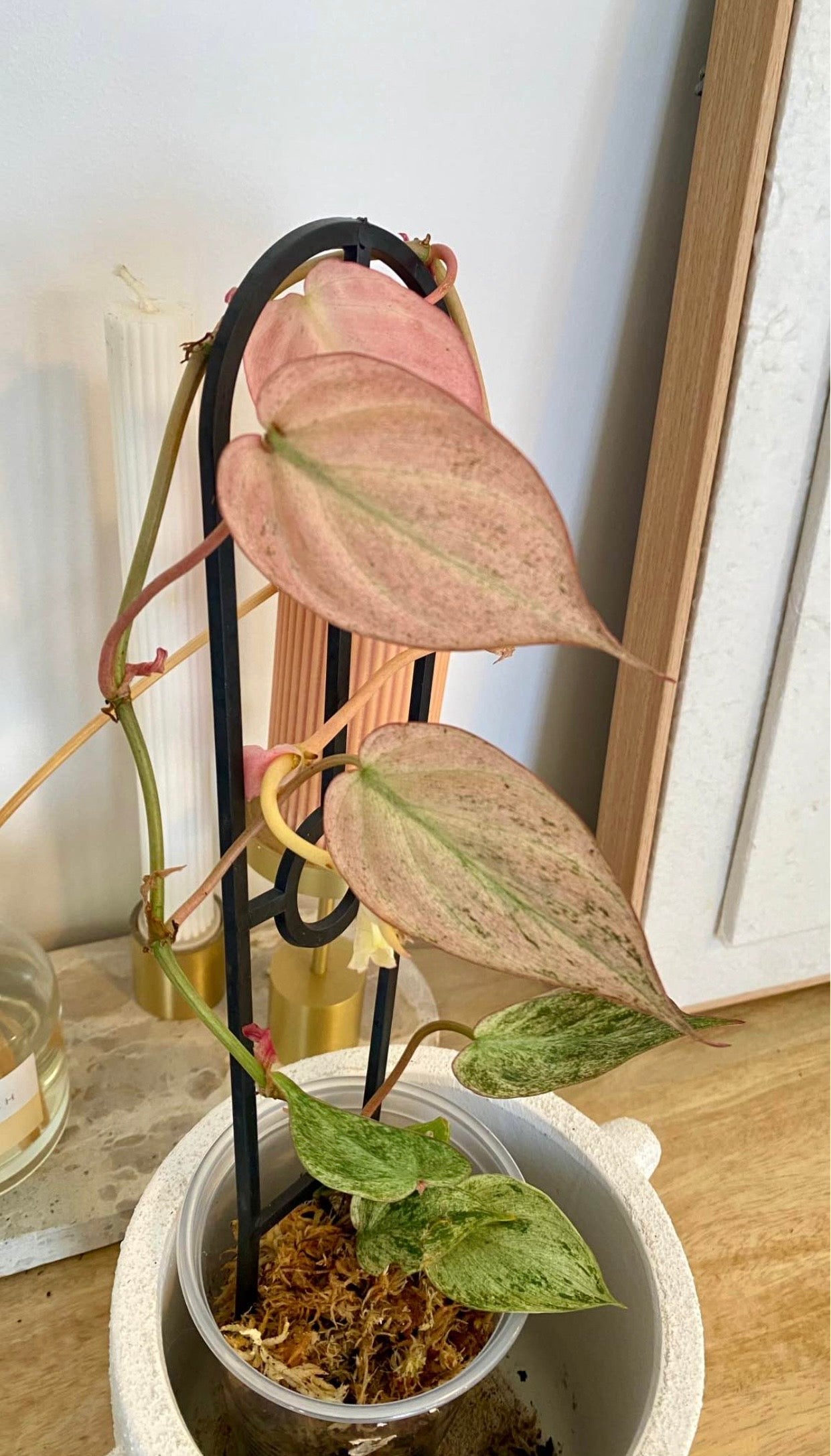Philodendron Micans Mint Variegated