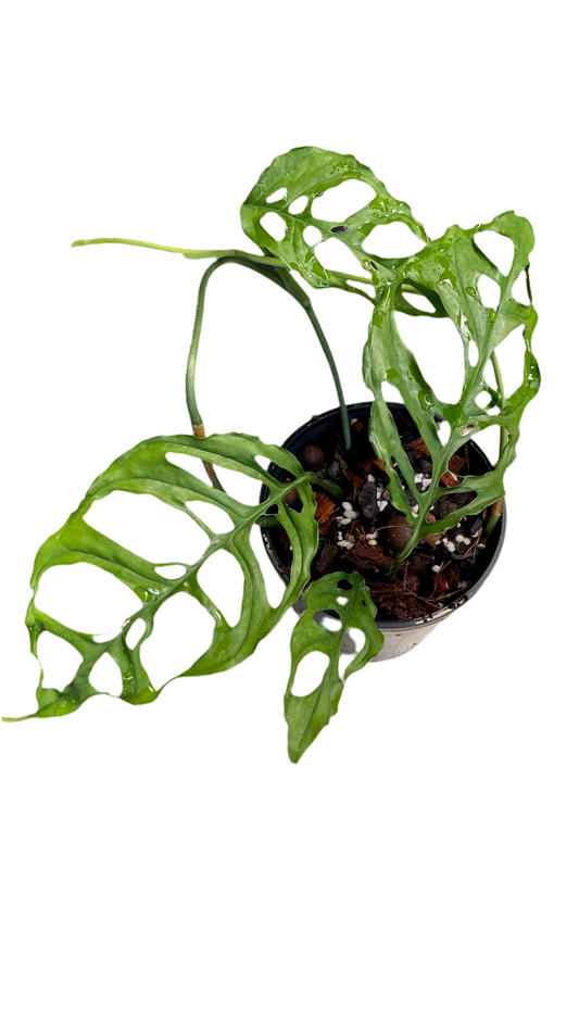 Monstera Obliqua - Peru