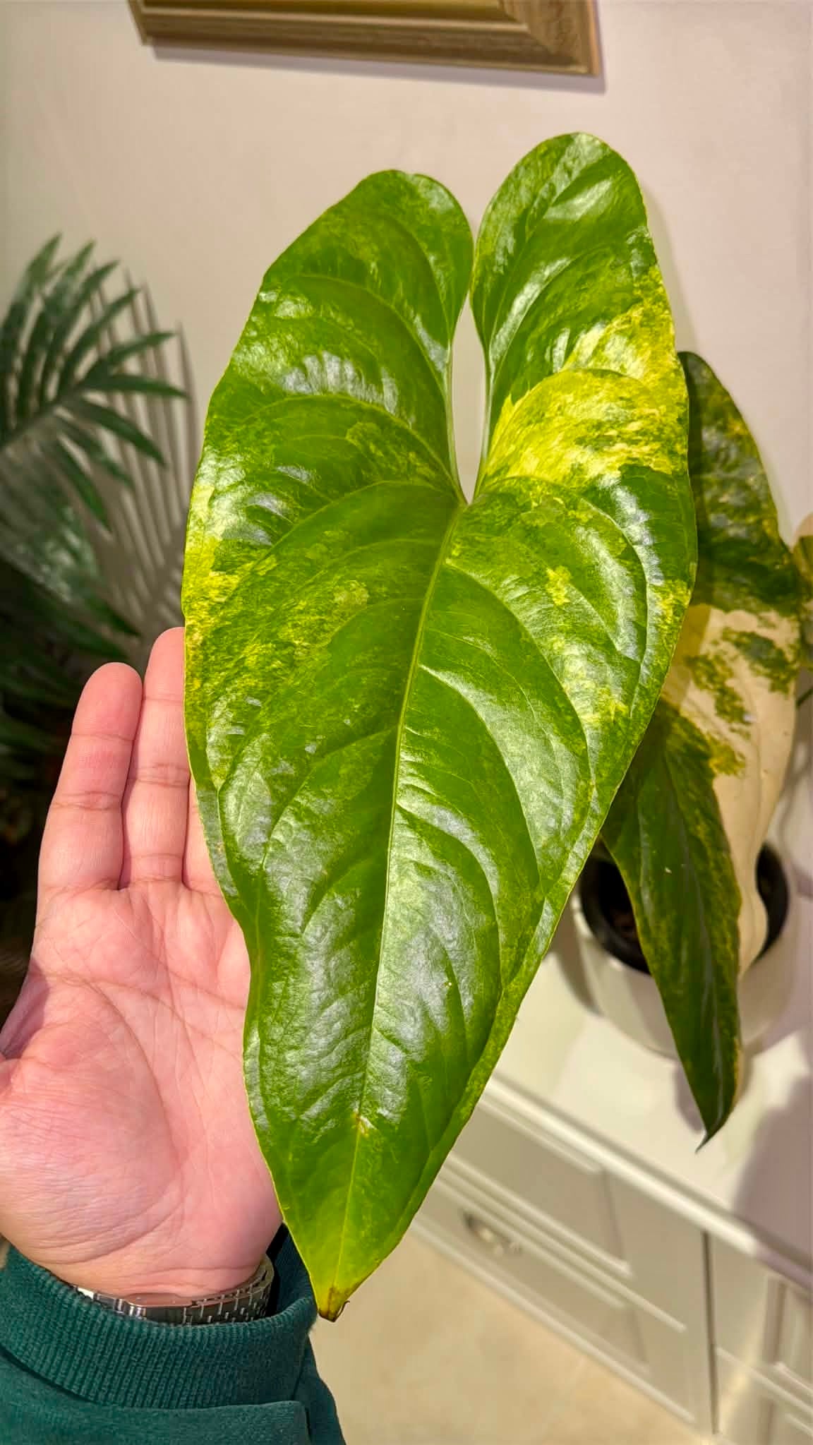 Anthurium Watermaliense Variegated
