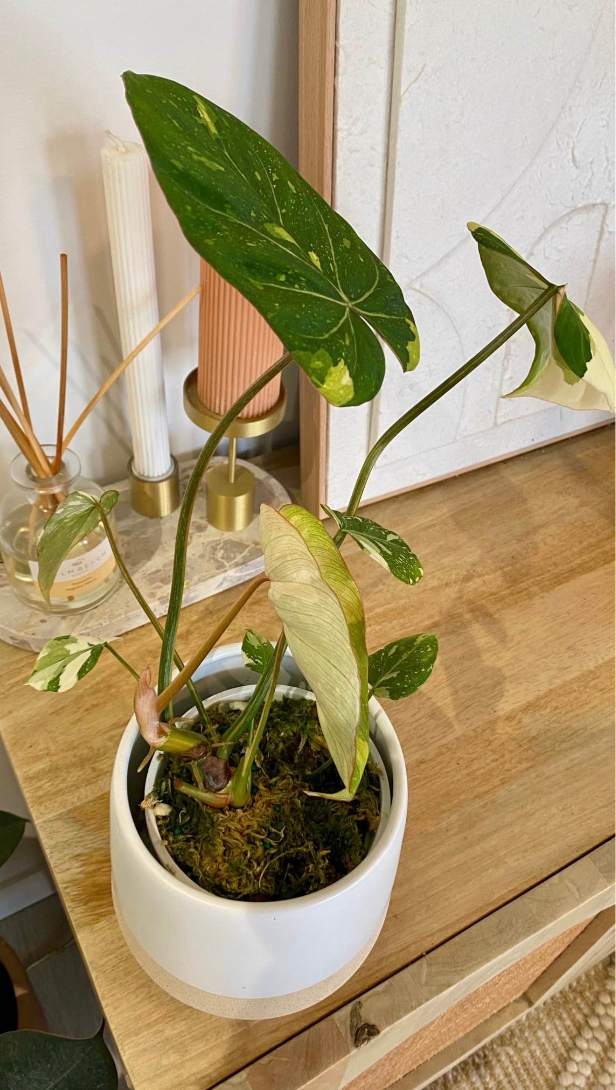 Philodendron Gloriosum Variegated