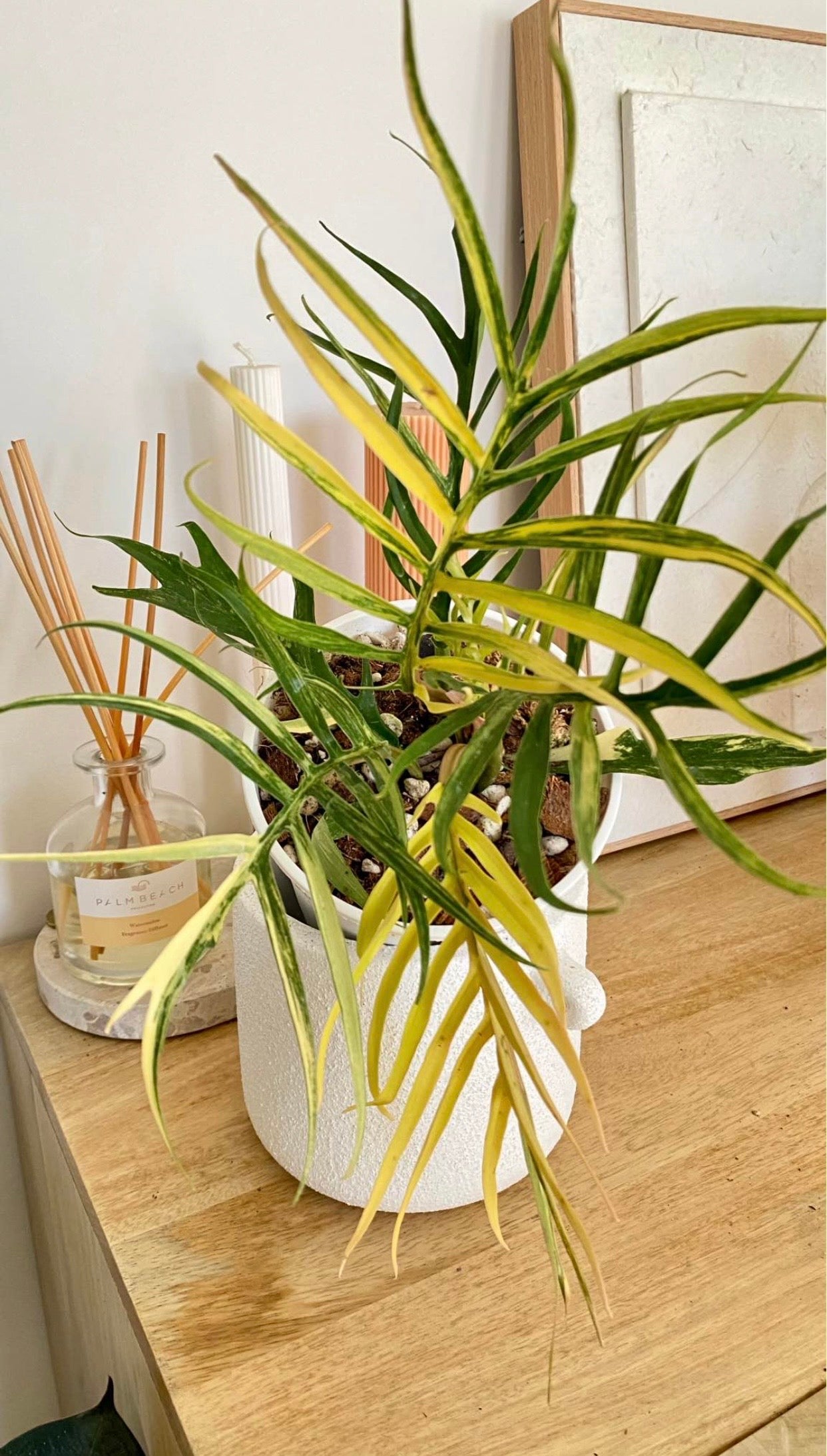 Philodendron Totum Variegated