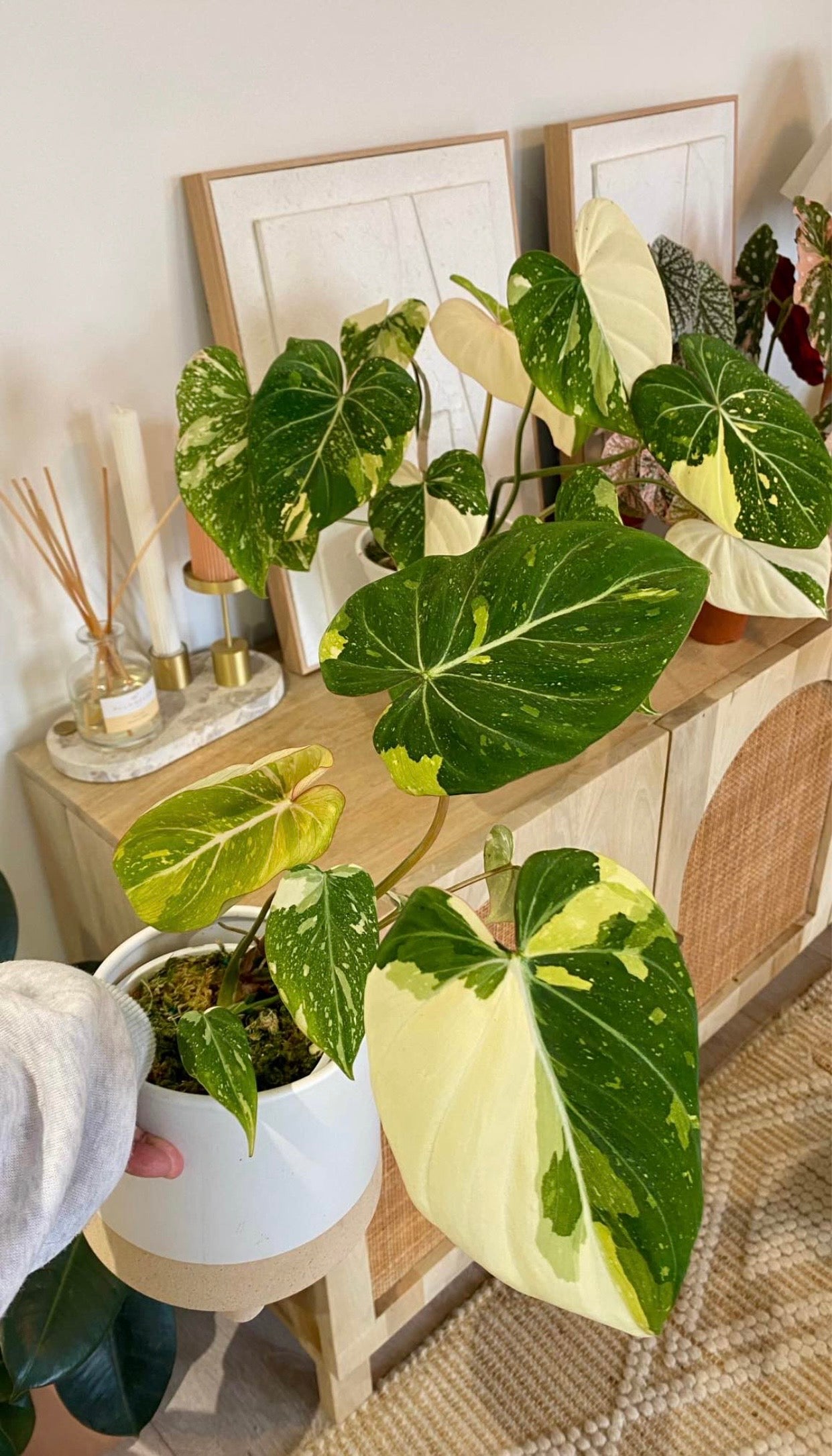 Philodendron Gloriosum Variegated
