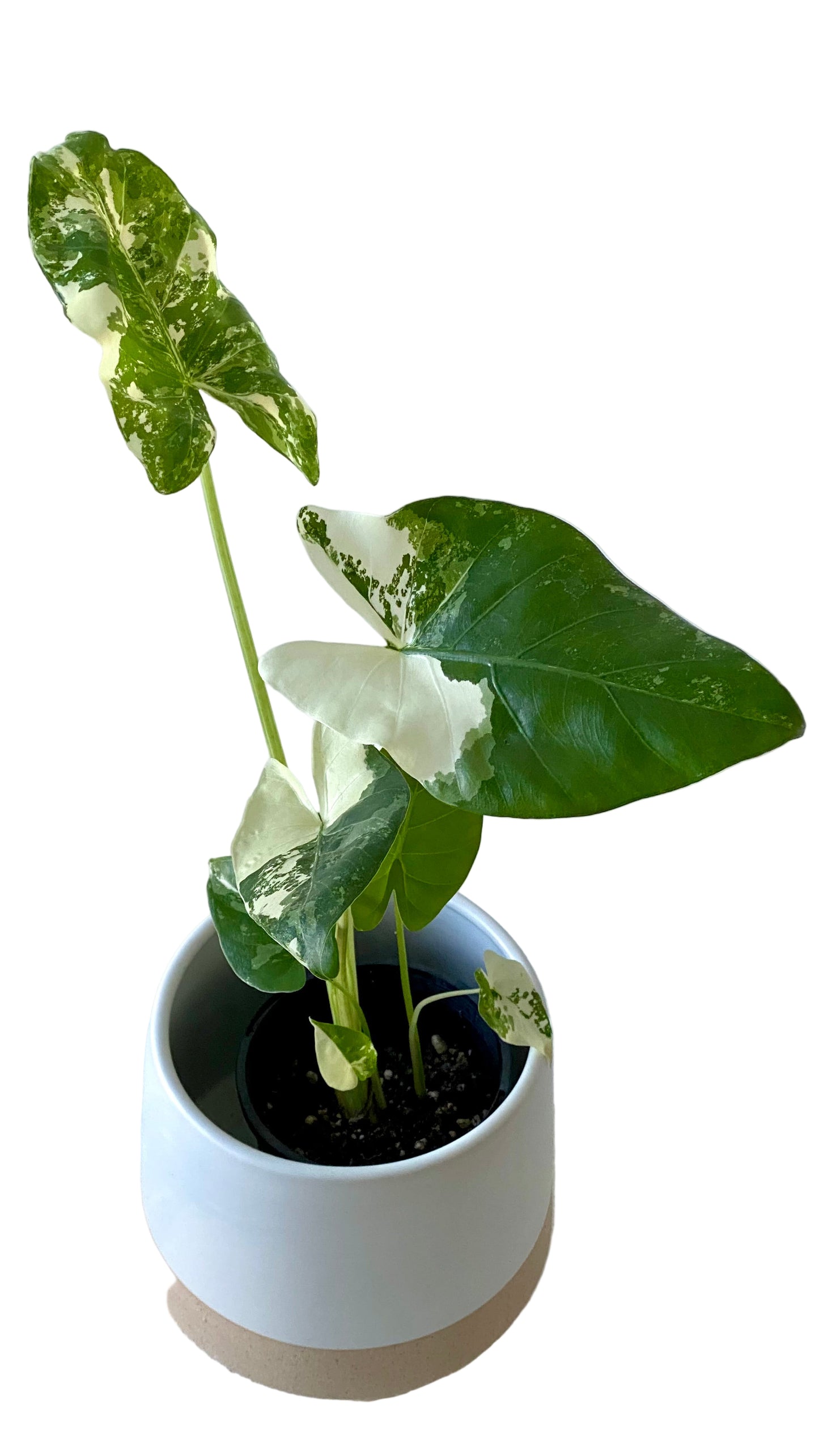 Alocasia maccrorhiza