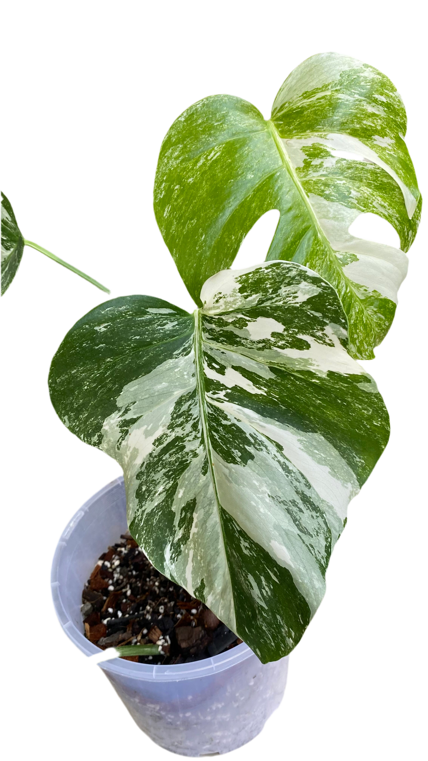 Monstera borsigiana Albo