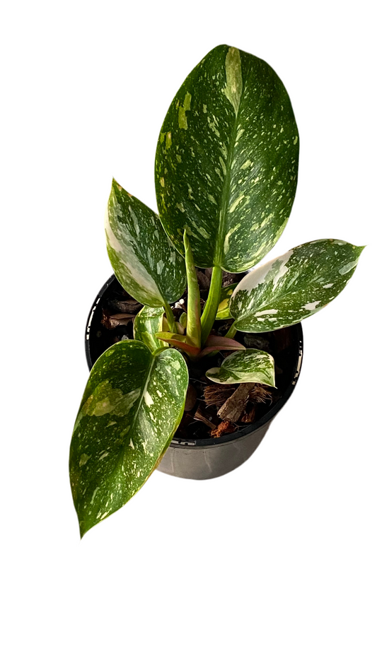 Philodendron Green Congo Nuclear