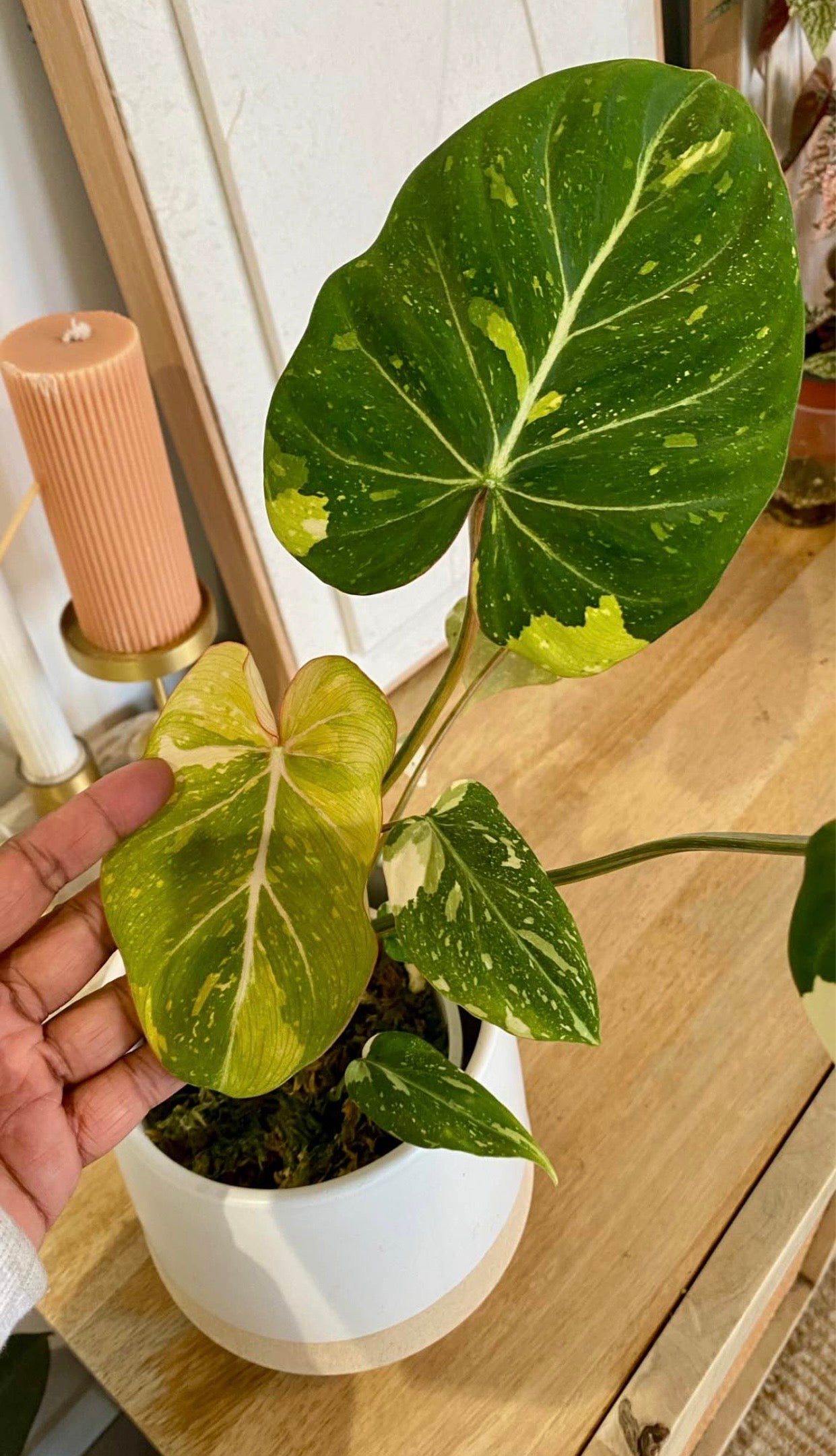 Philodendron Gloriosum Variegated