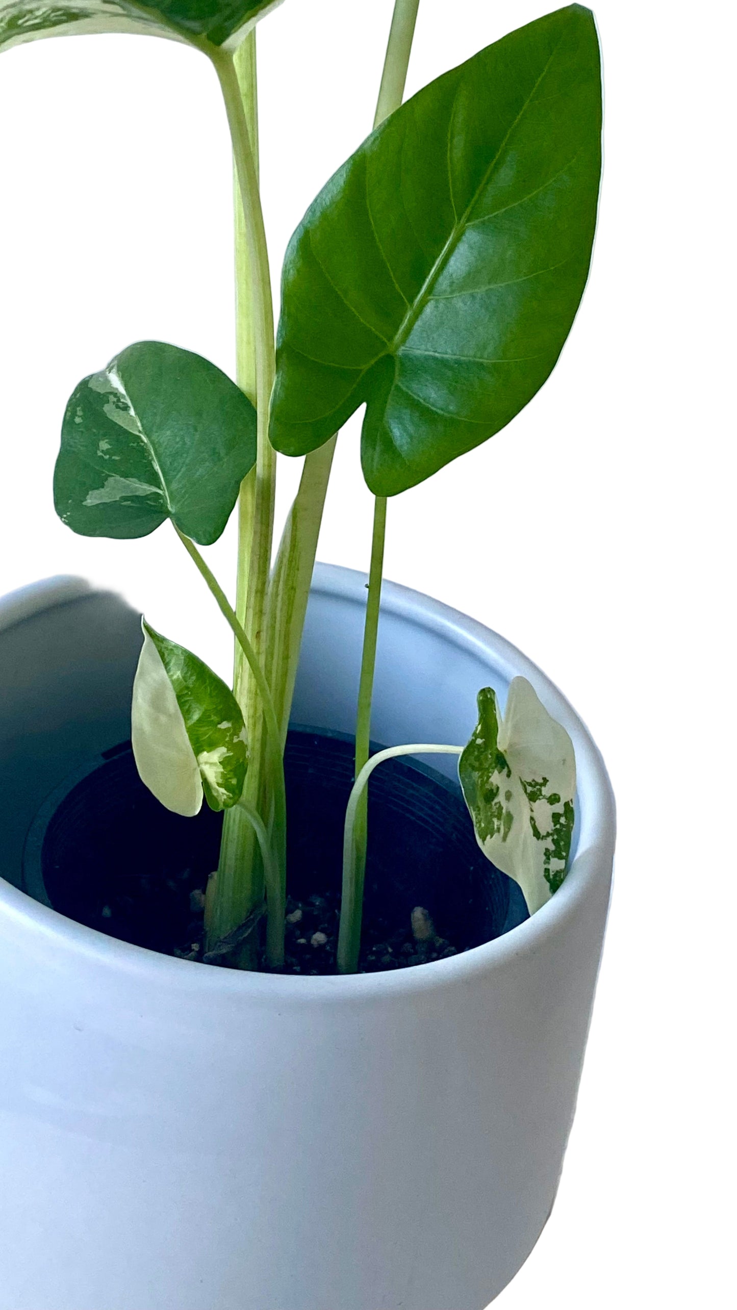 Alocasia maccrorhiza