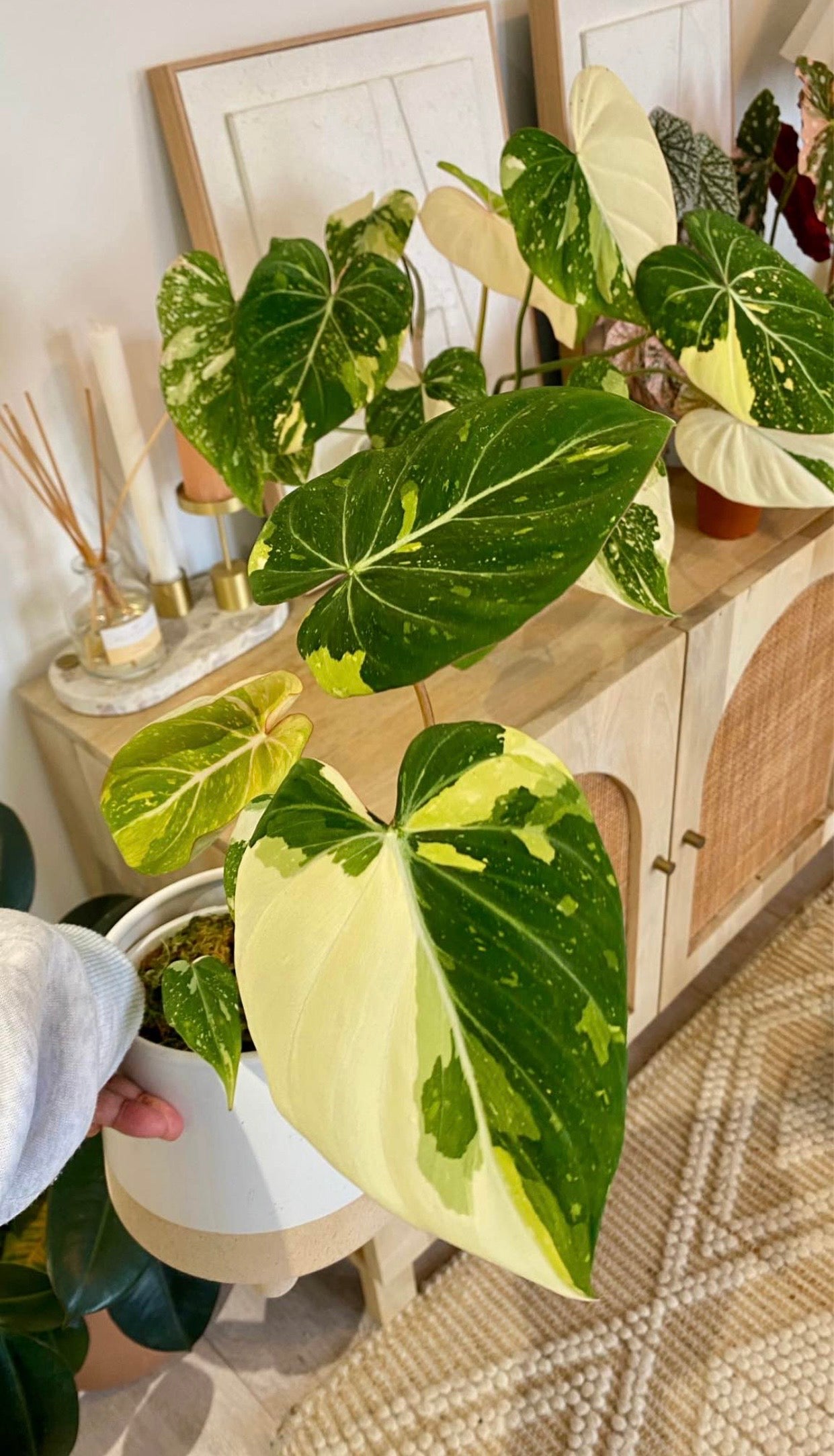 Philodendron Gloriosum Variegated