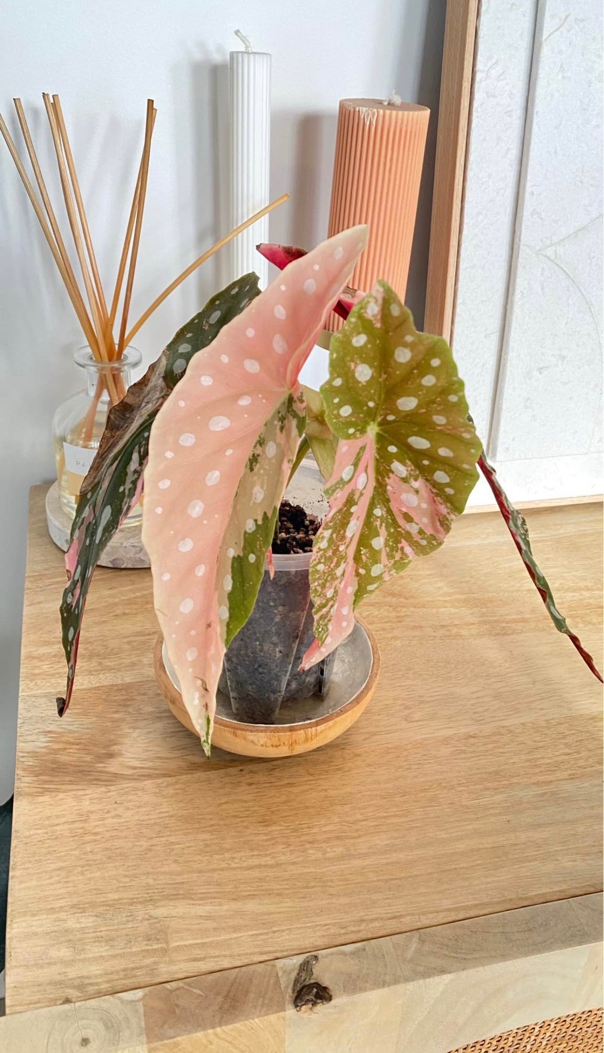 Begonia Maculata variegated