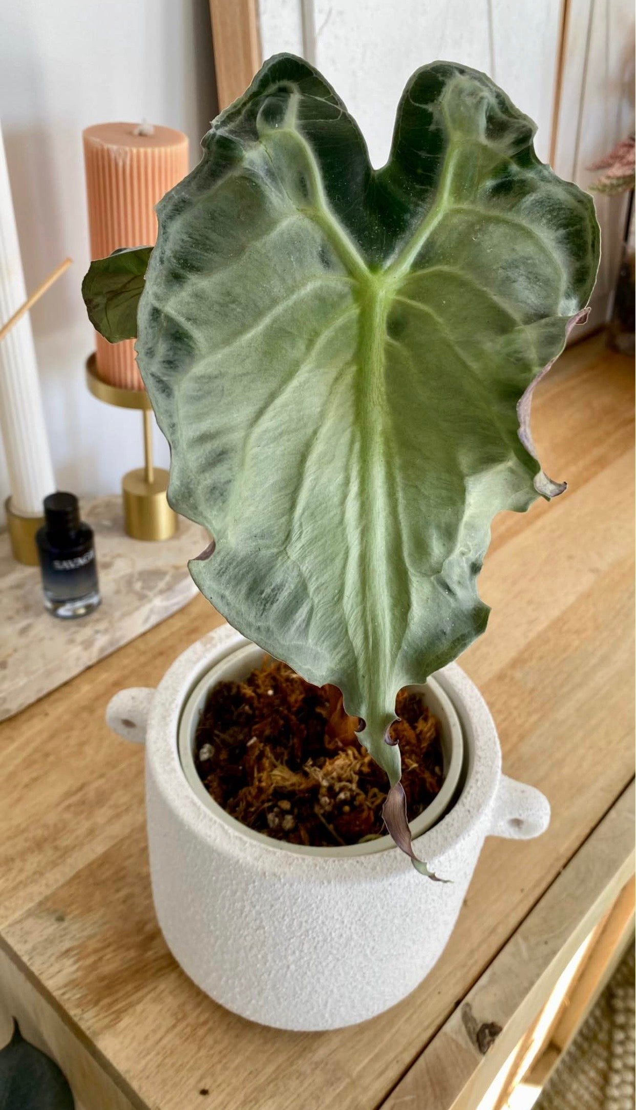 Alocasia Venom
