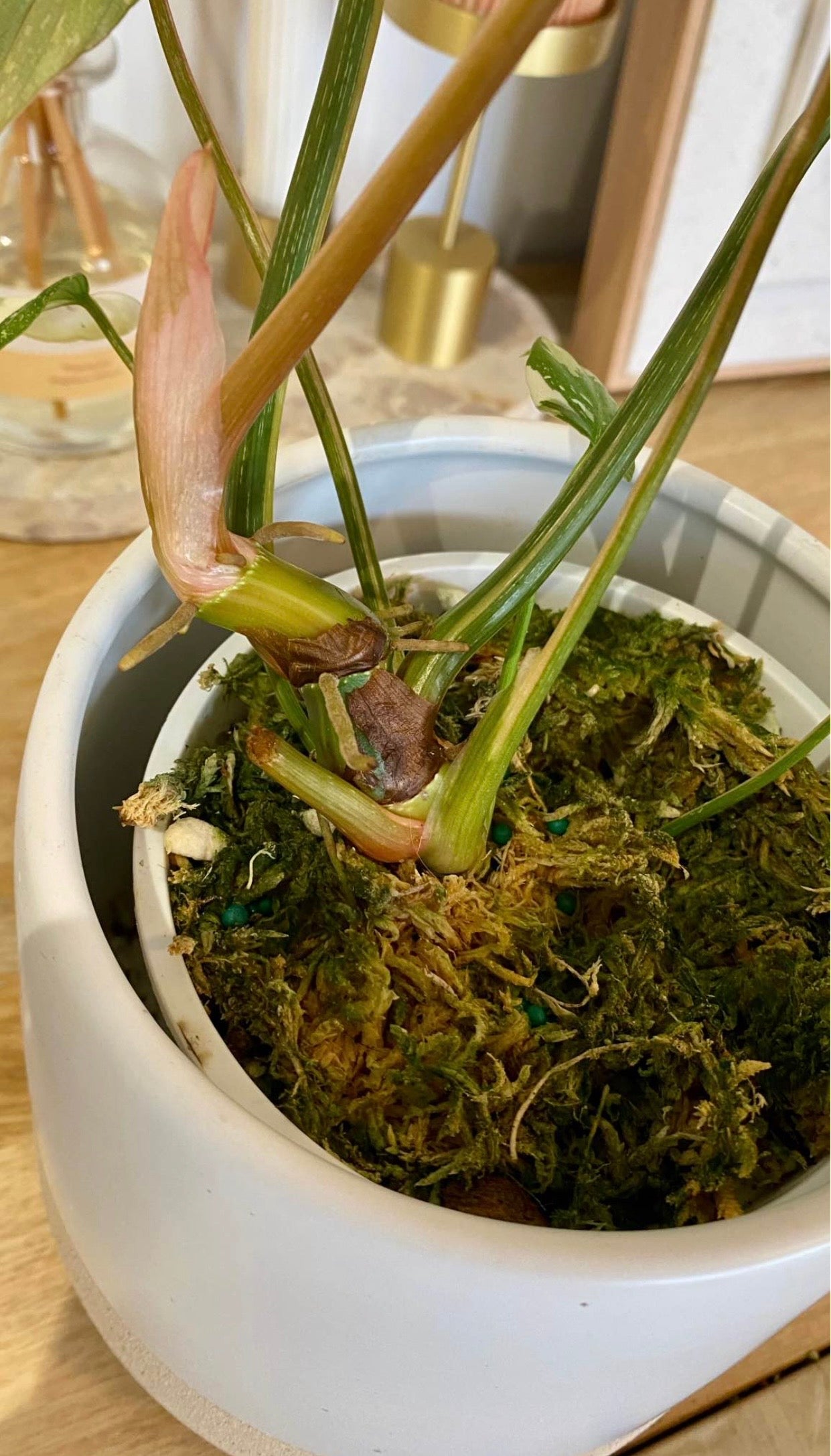 Philodendron Gloriosum Variegated