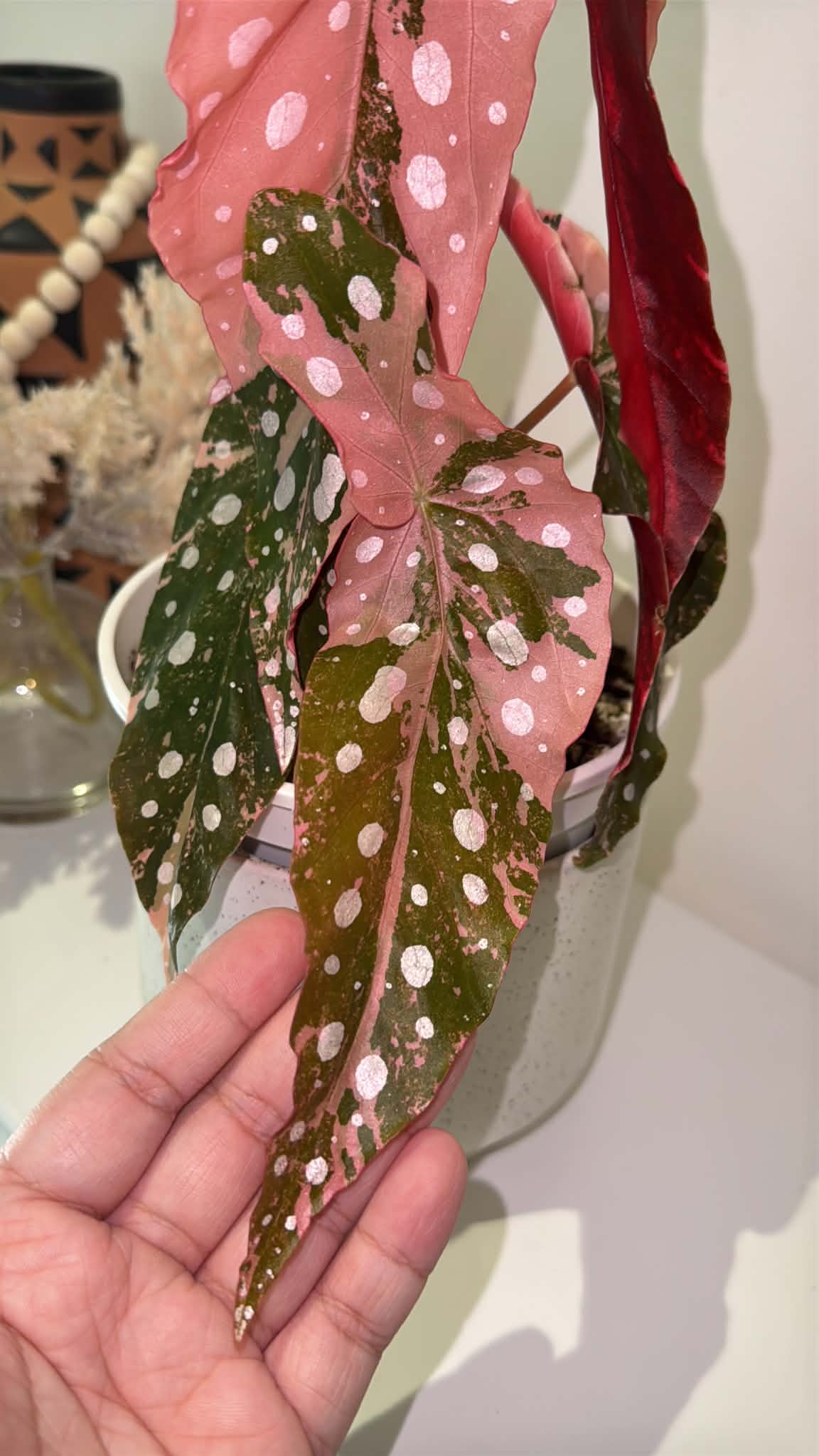 Begonia maculata Pink Variegated