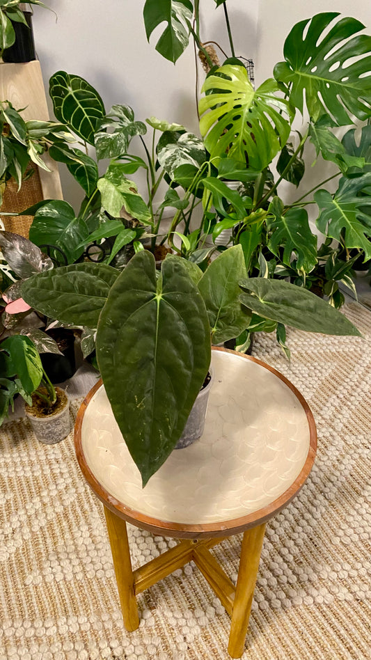 Anthurium Papillilaminum x Dressleri