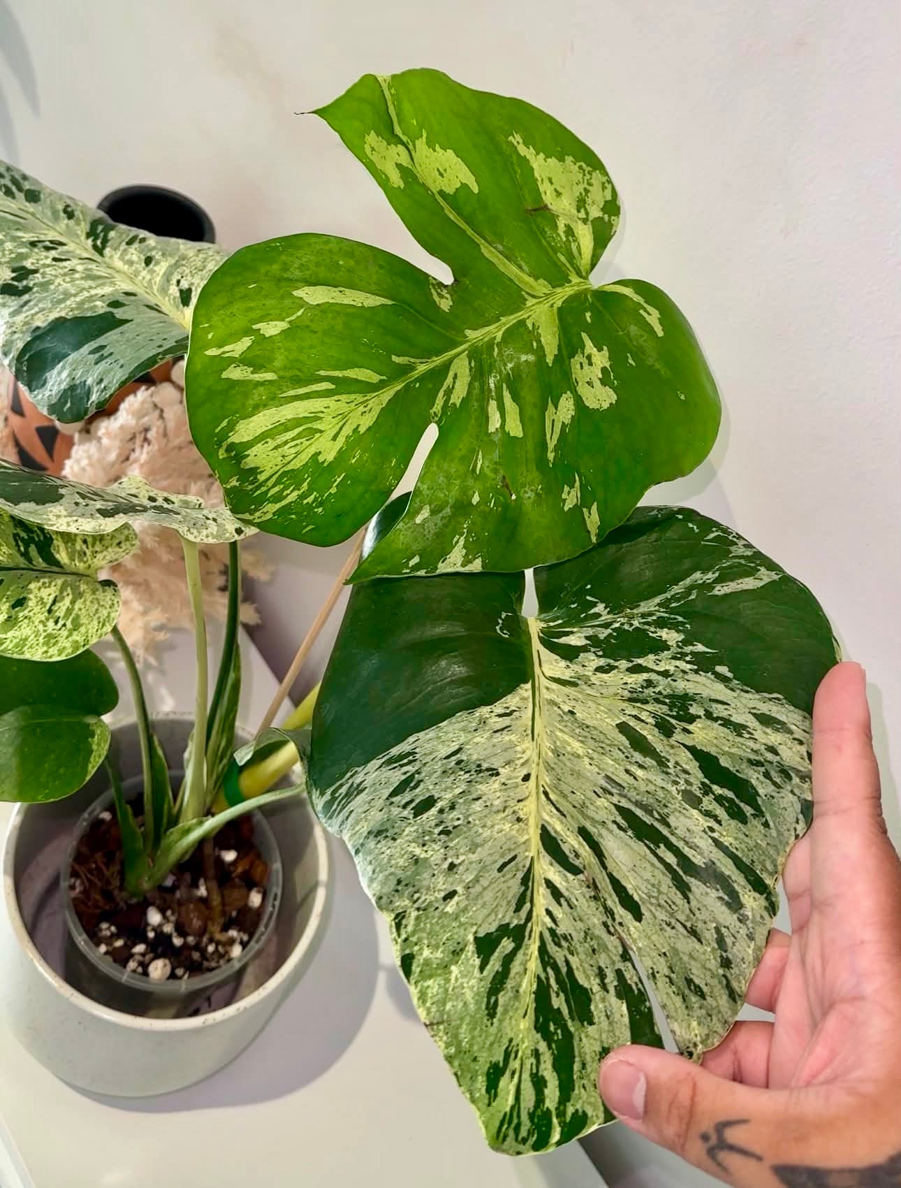 Monstera Bulbasaur