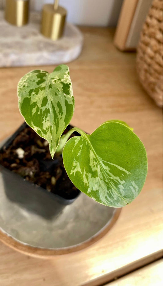Monstera Bulbarsaur