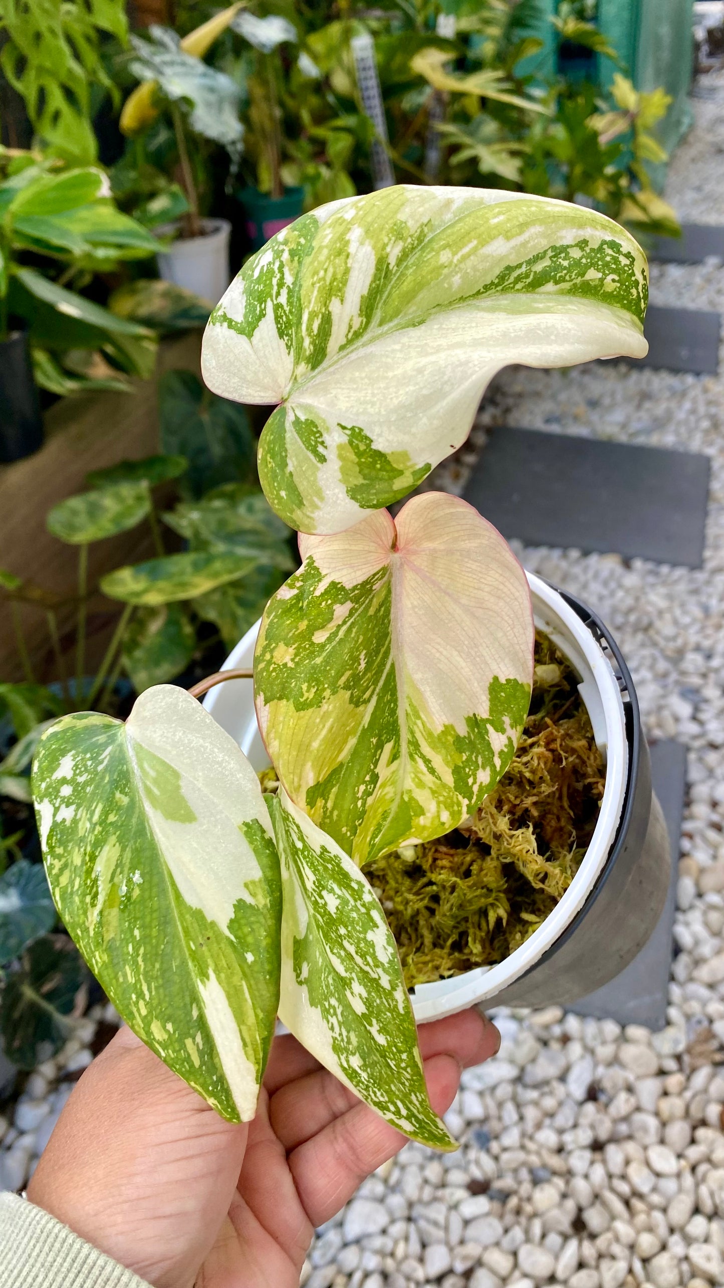 Philodendron Gloriosum Variegated