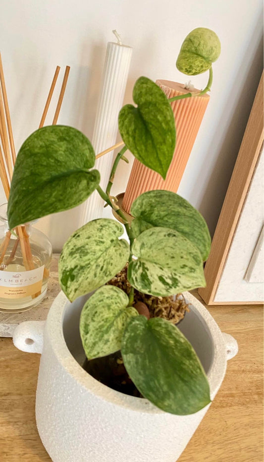 Scindapsus Jade Satin Mint