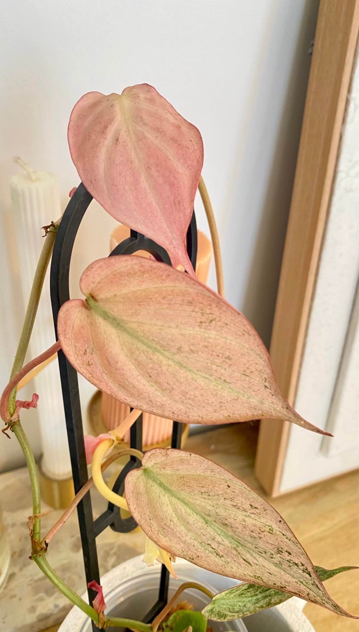 Philodendron Micans Mint Variegated