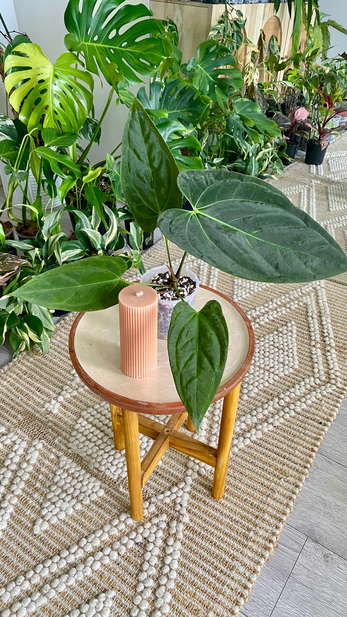 Anthurium Papillilaminum x Dressleri