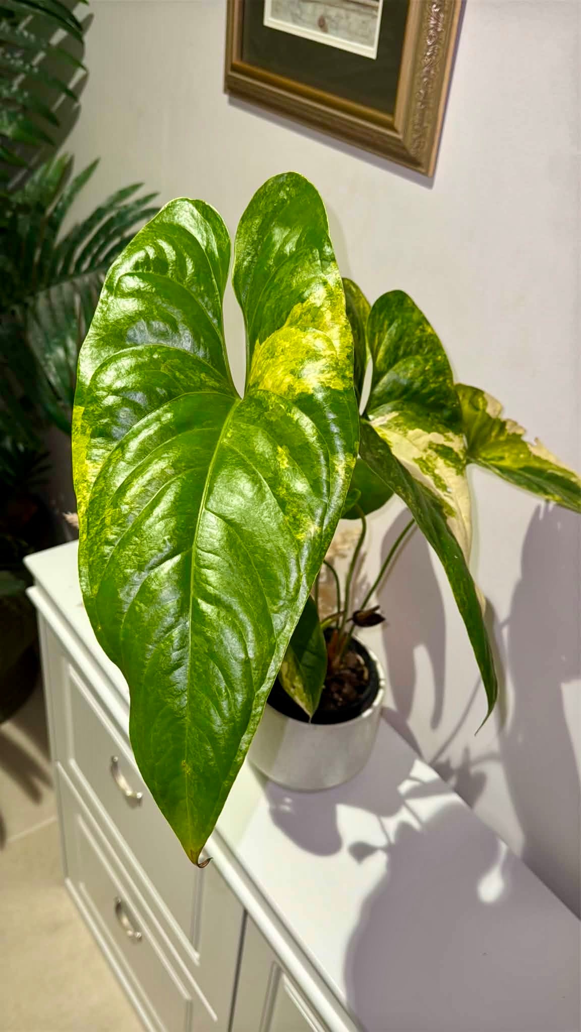 Anthurium Watermaliense Variegated