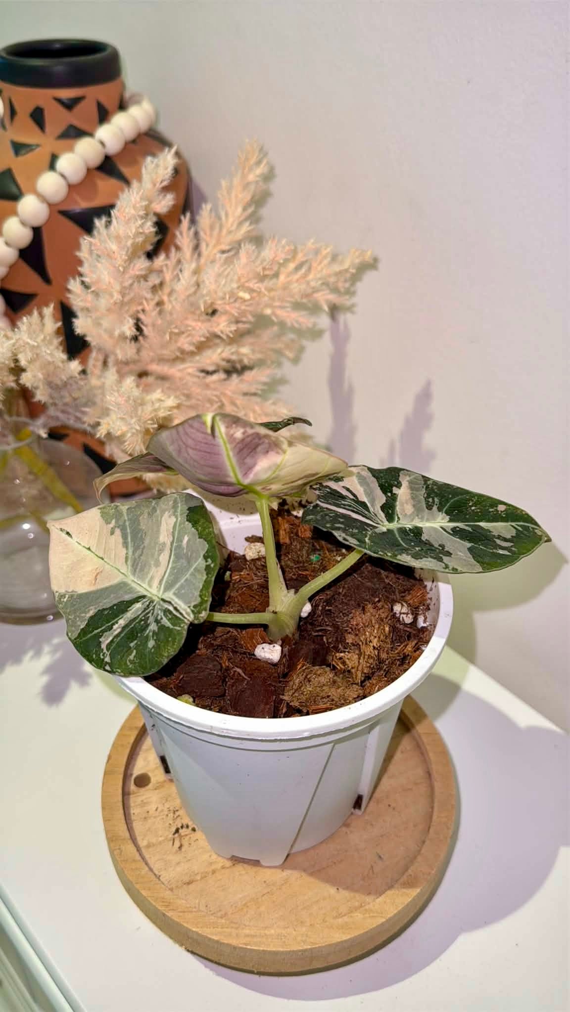 Alocasia Black Velvet Pink Variegated