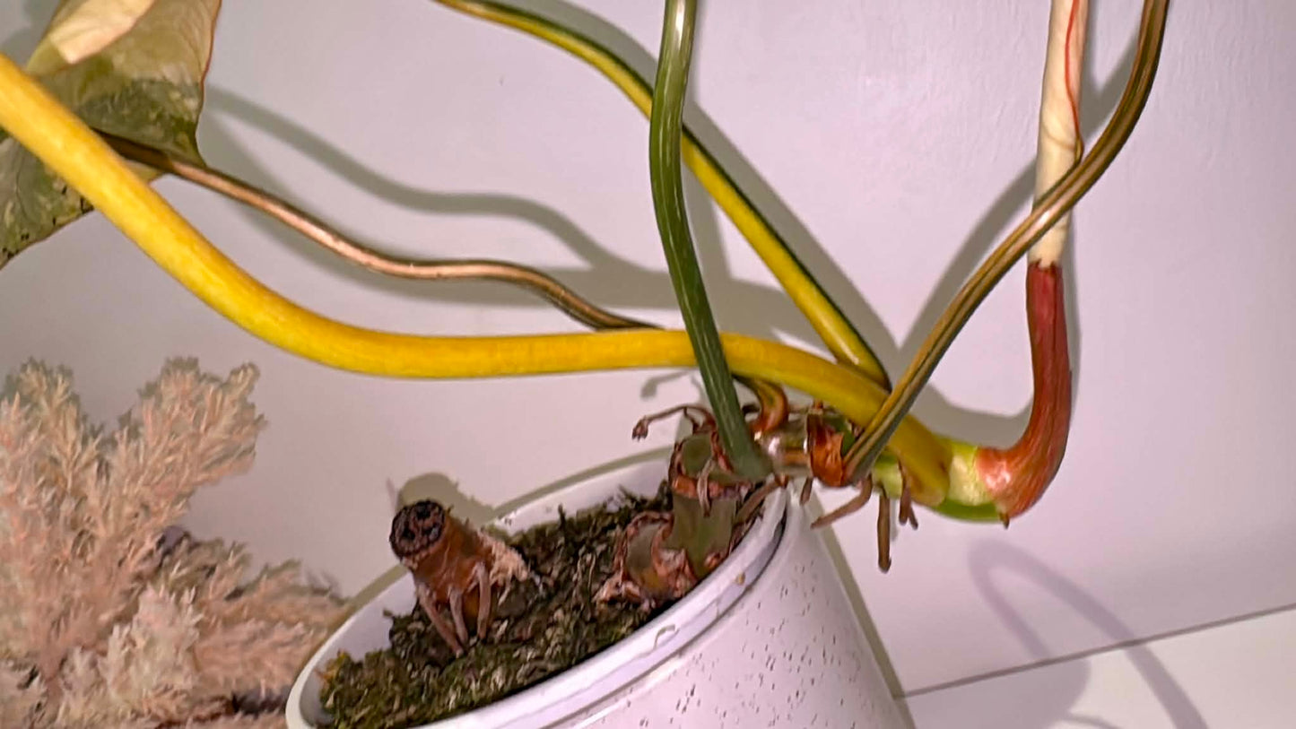 Philodendron gloriosum Variegated