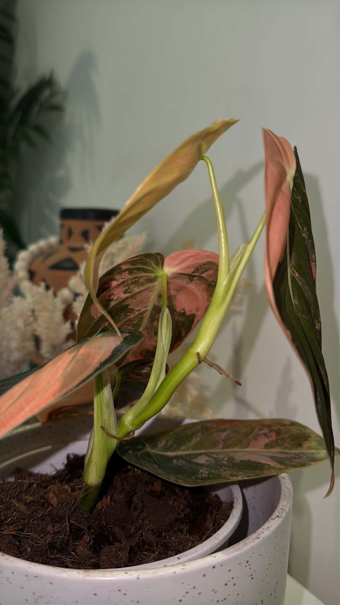 Philodendron Melanochrysum  'Orange/ Pink Bonfire' Variegated