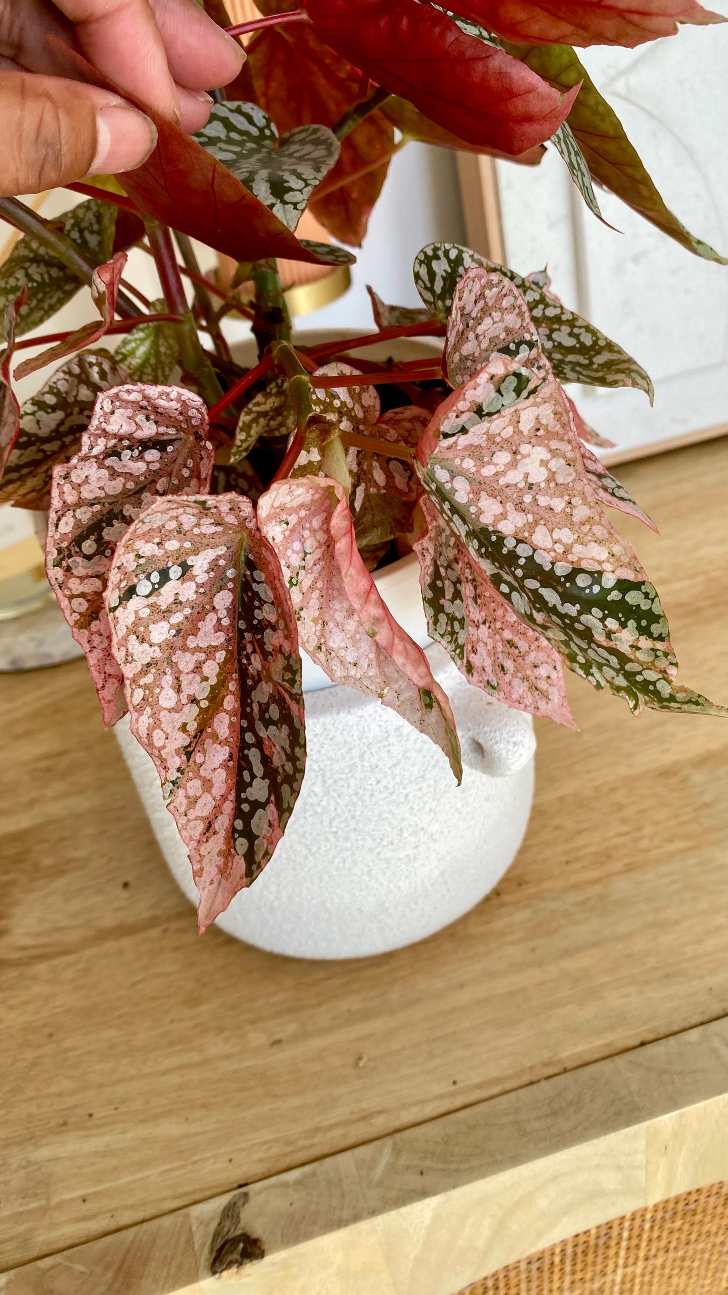 Begonia Snow Capped Variegated