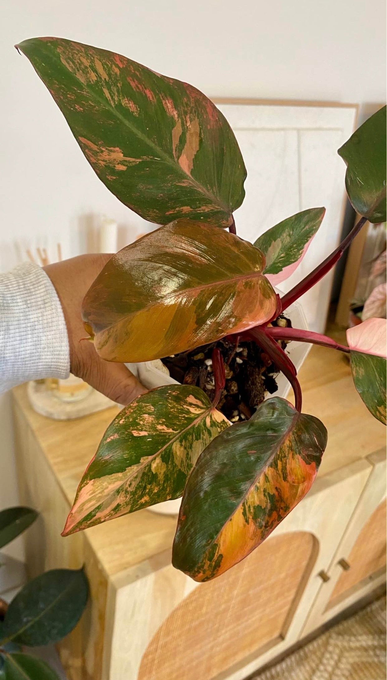 Philodendron Fire Princess