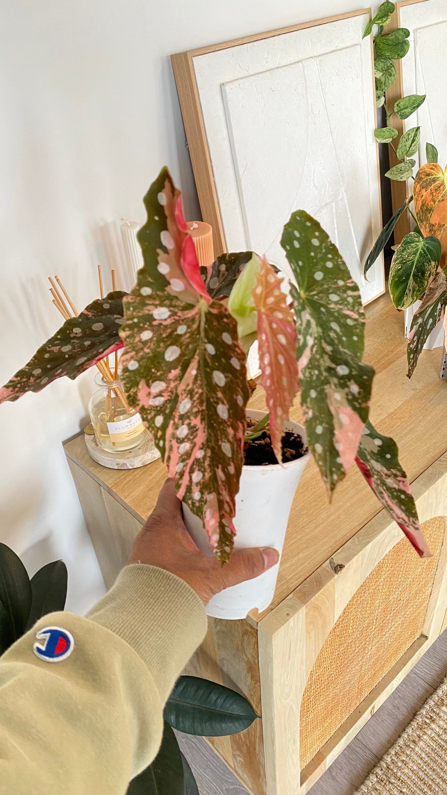 Begonia Maculata variegated