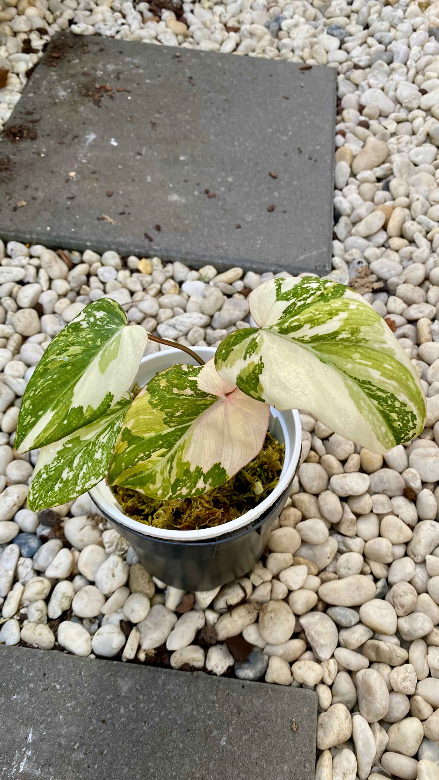 Philodendron Gloriosum Variegated