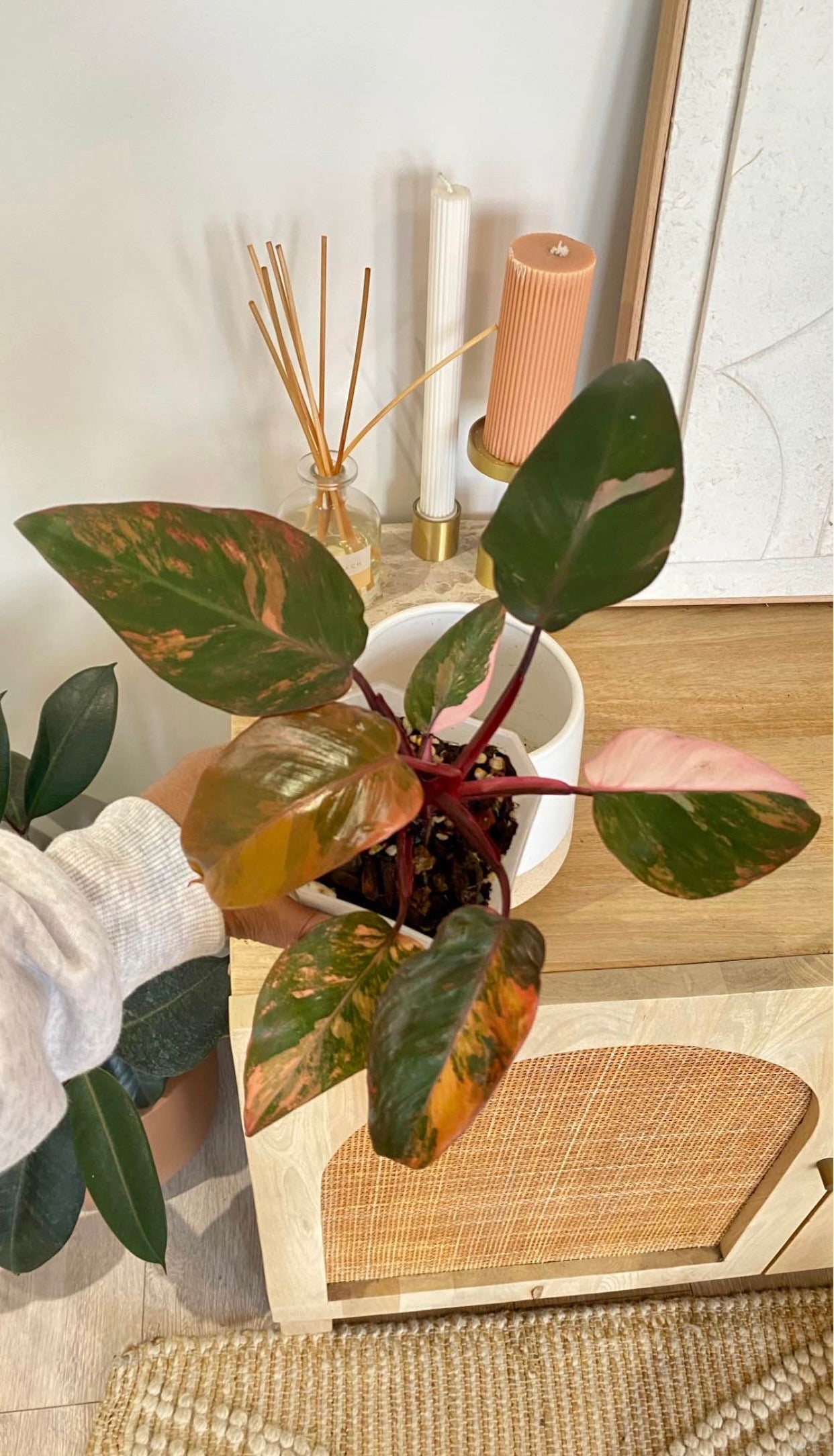 Philodendron Fire Princess
