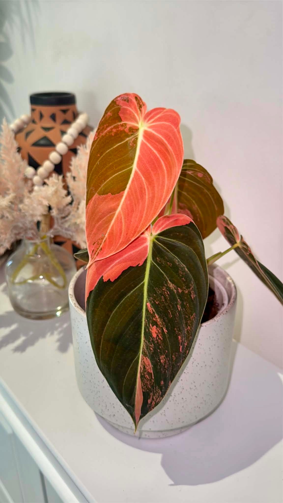 Philodendron Melanochrysum
'Orange/ Pink Bonfire' Variegated