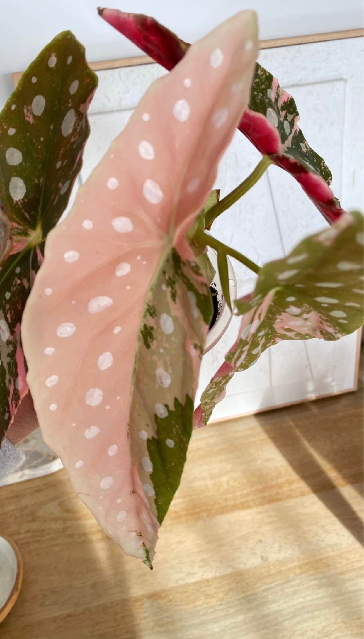 Begonia Maculata variegated