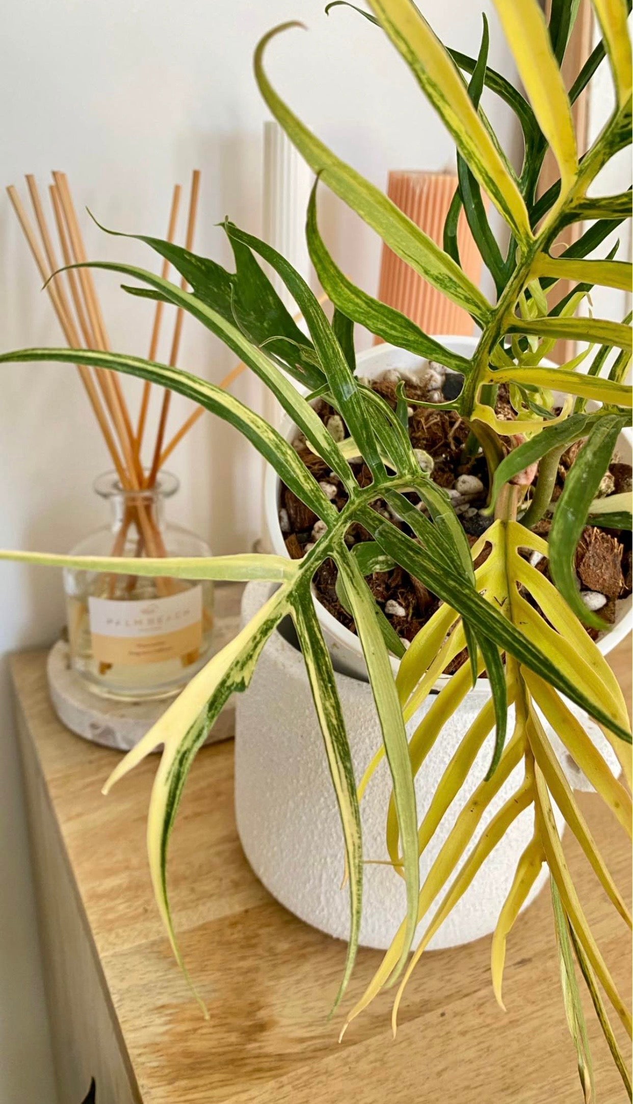 Philodendron Totum Variegated