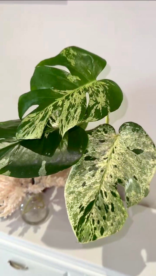 Monstera Bulbasaur