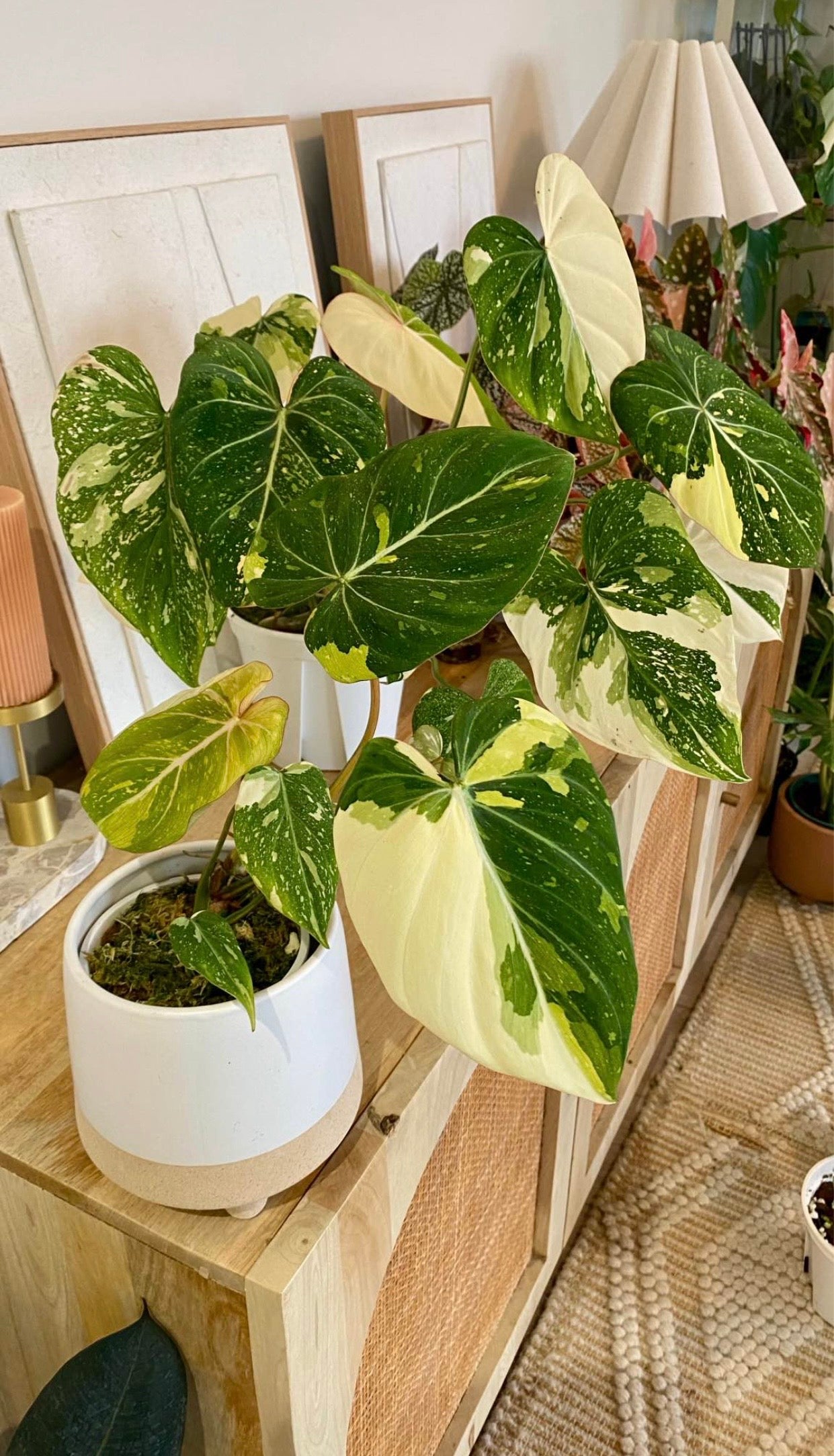 Philodendron Gloriosum Variegated